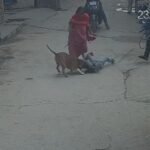 दिल दहला देने वाला हमला: 17 सेकंड तक मासूम को नोचता रहा पिटबुल, गंभीर घायल; मालिक गिरफ्तार